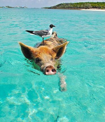bahamas travel