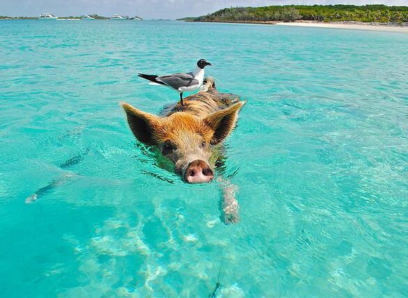 bahamas travel