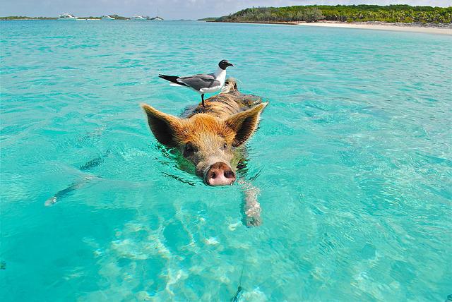 bahamas travel