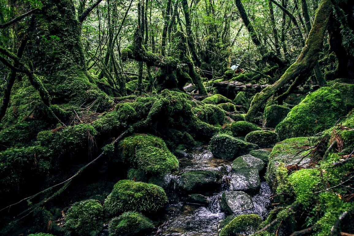 Yakushima