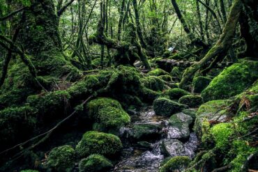 Yakushima