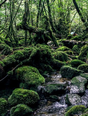 Yakushima