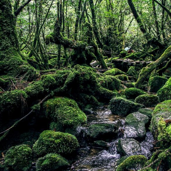 Yakushima
