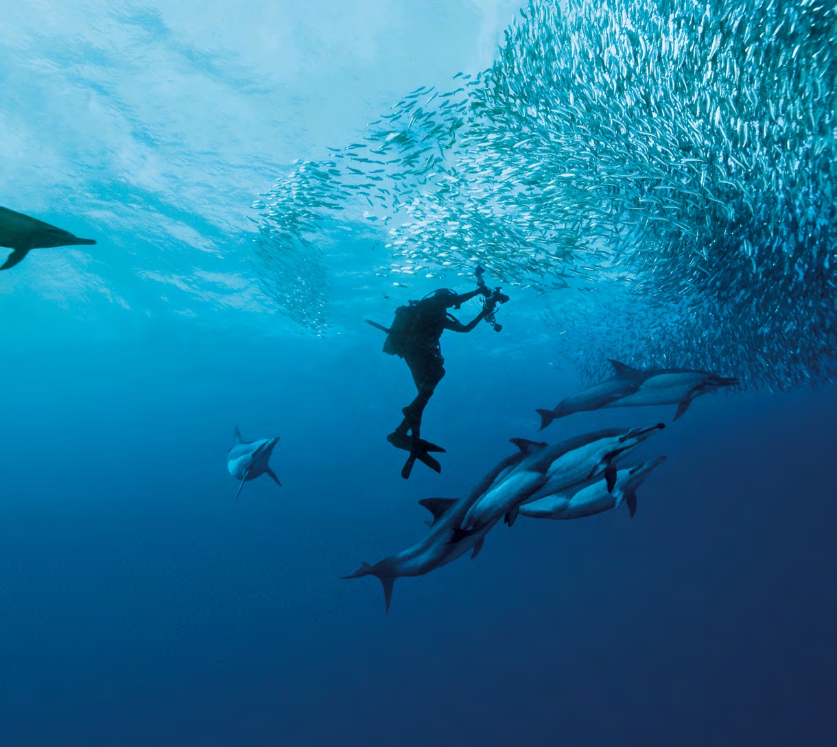 Snorkeling Afrique du Sud