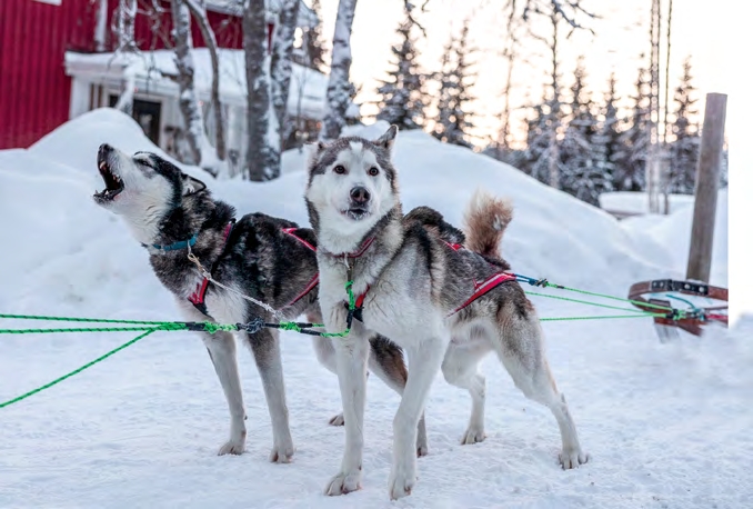 Deux chiens husky attelés à un traîneau dans un paysage enneigé, l’un en train de hurler, devant un chalet nordique.