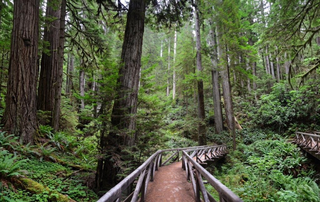  forêts de séquoias Californie 