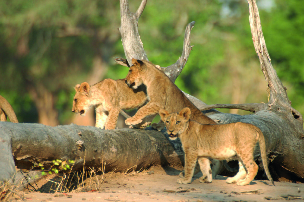 lionceaux jouant sur un tronc d’arbre en safari en Zambie