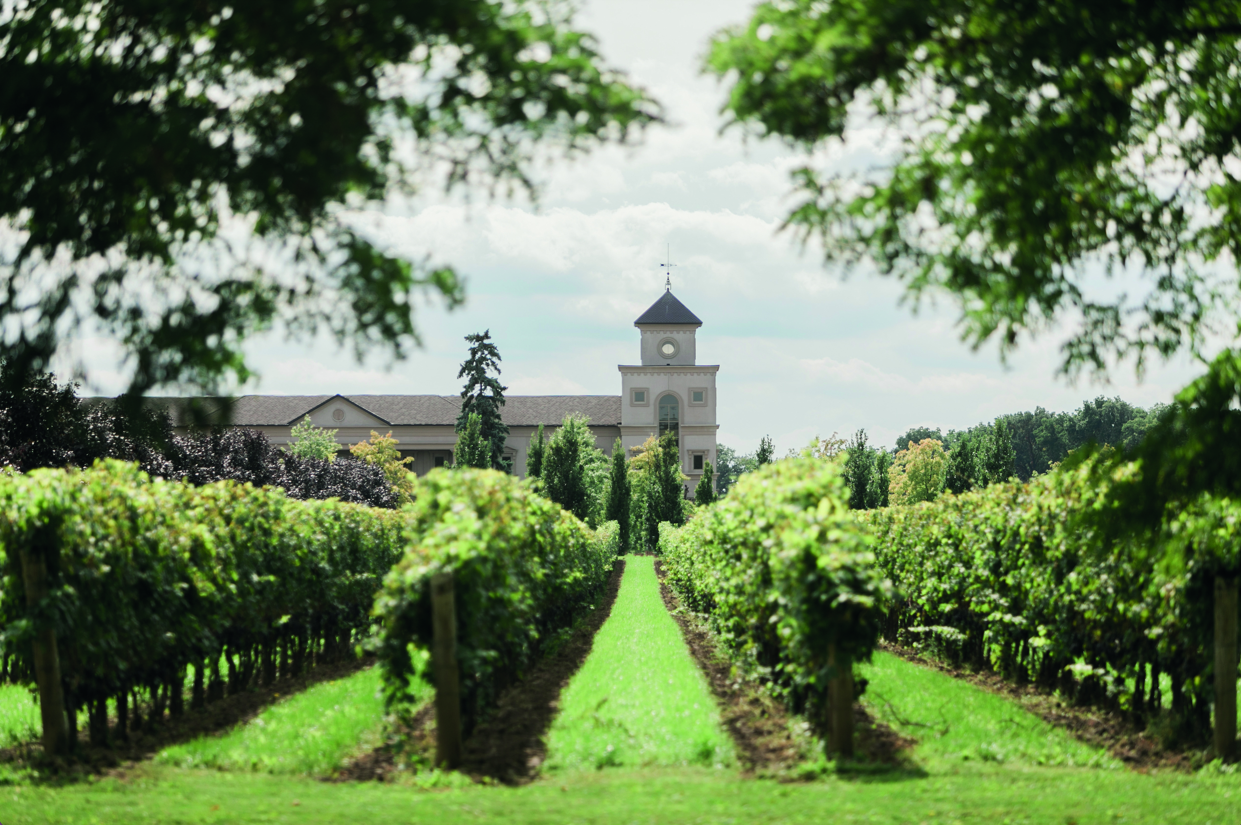 vignobles de Niagara-on-the-Lake avec rangées de vignes et paysage lumineux