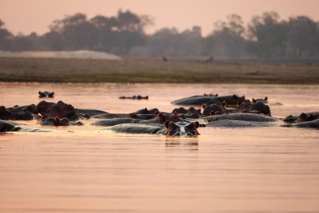 hippopotames dans le fleuve Zambèze au coucher de soleil en Zambie