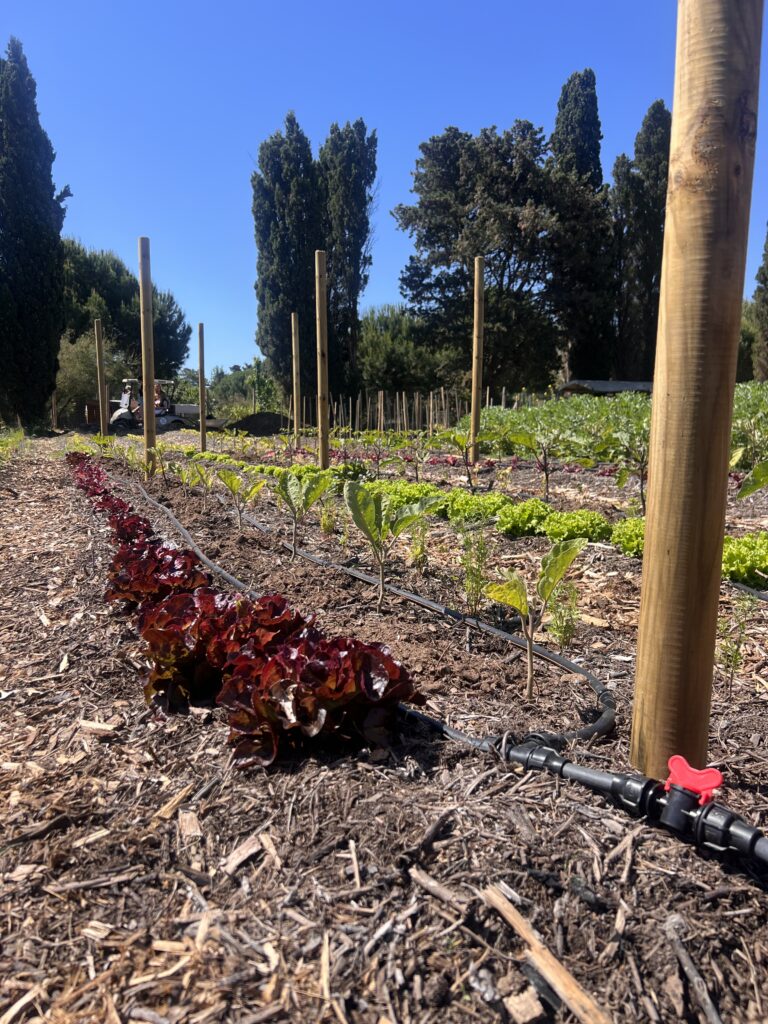 Culture maraîchère permaculture camping Les Sablons irrigation