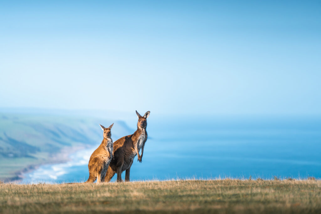 Sud de l'Australie