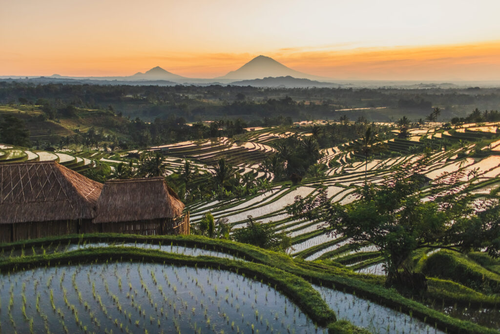 Rizières en terrasses à Bali au lever du soleil