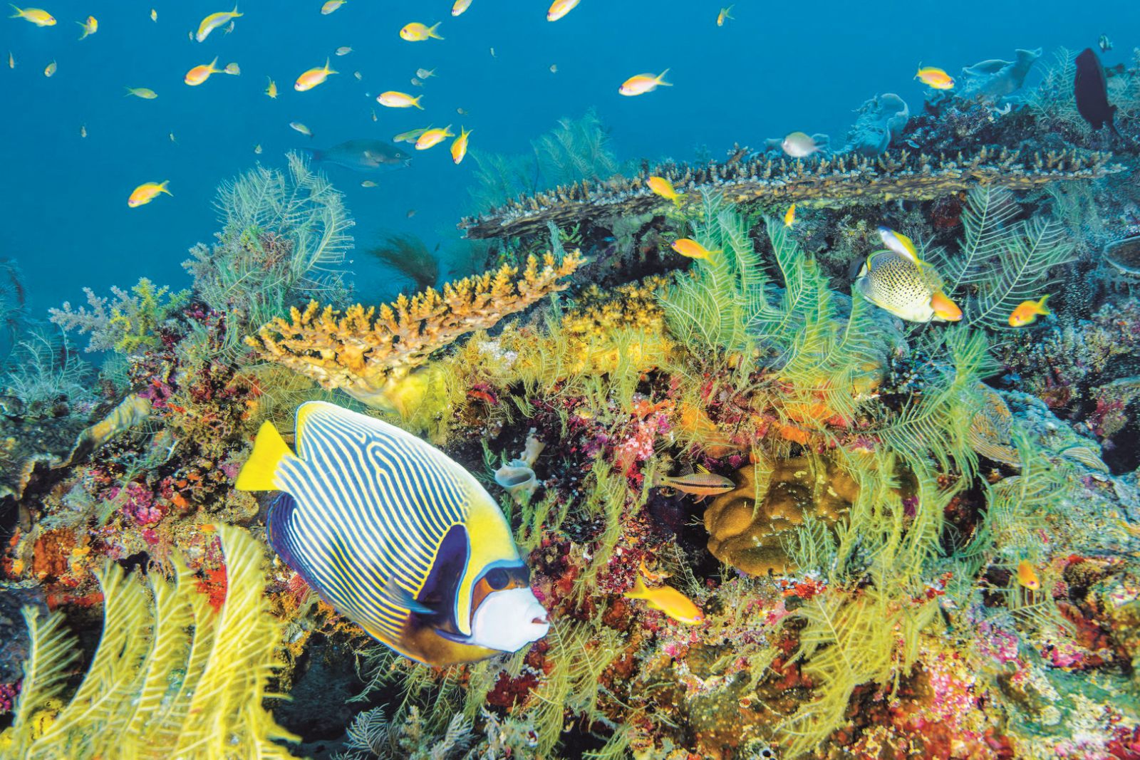 Poisson empereur corail plongee Mayotte biodiversite