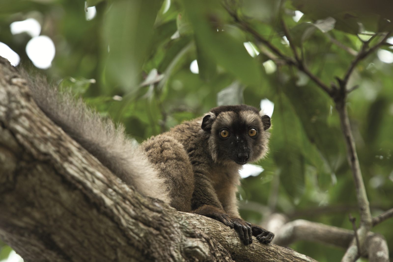 Maki lemurien Mayotte arbre foret ambassadeur faune