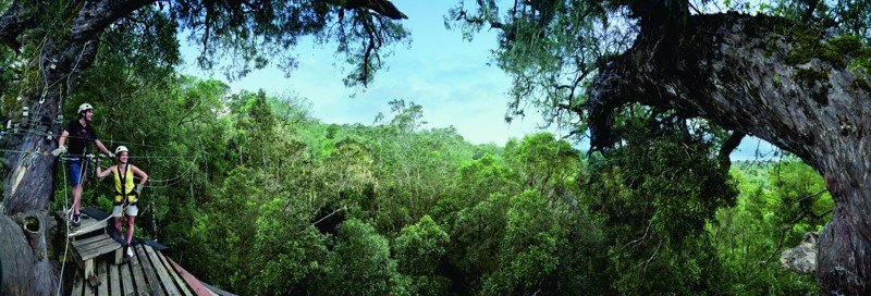 Randonneurs sur une passerelle dans la canopée d’une forêt indigène du Cap-Oriental