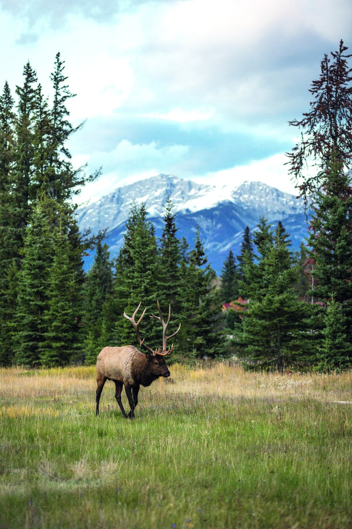 Wapiti mâle dans une prairie au pied des montagnes du parc national de Jasper